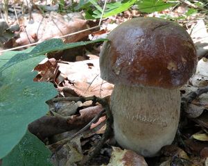 Klikni pro velký obrázek