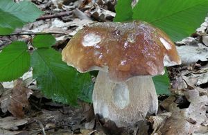 Klikni pro velký obrázek