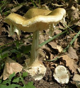 Muchomůrka zelená - Amanita phalloides