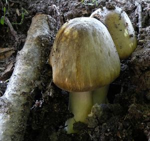 Muchomůrka zelená - Amanita phalloides