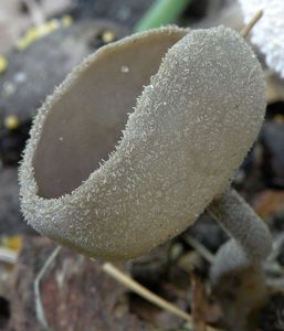 Stopečka pýřitá - Helvella macropus