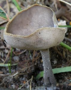 Stopečka pýřitá - Helvella macropus