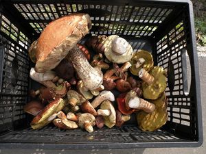 Klikni pro velký obrázek