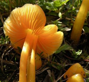 Voskovka stálá - Hygrocybe acutoconica (Clem.) Singer 1951