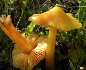 Voskovka stálá - Hygrocybe acutoconica (Clem.) Singer 1951