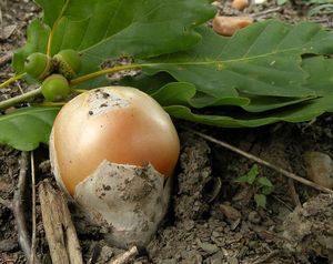 Muchomůrka císařka - Amanita caesarea (Scop. ex Fr.) Grev.