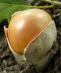 Muchomůrka císařka - Amanita caesarea  (Scop.) Pers. 1801