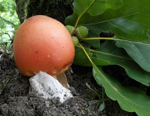 Muchomůrka císařka - Amanita caesarea  (Scop.) Pers. 1801