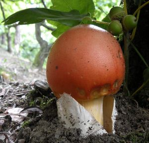 Muchomůrka císařka - Amanita caesarea (Scop. ex Fr.) Grev.