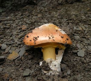 Muchomůrka císařka - Amanita caesarea (Scop. ex Fr.) Grev.