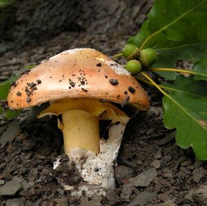 Muchomůrka císařka - Amanita caesarea (Scop. ex Fr.) Grev.