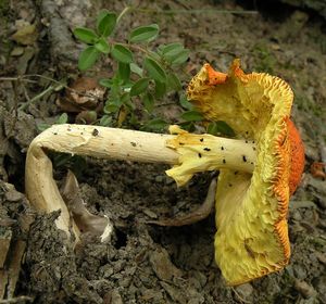 Muchomůrka císařka - Amanita caesarea (Scop. ex Fr.) Grev.