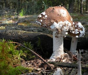 Muchomůrka tygrovaná - Amanita pantherina