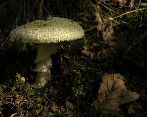 Muchomůrka citronová - Amanita mappa