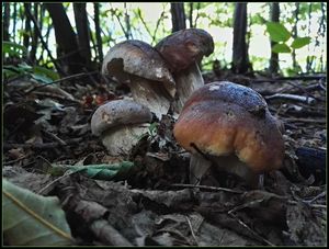 Klikni pro velký obrázek