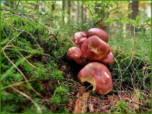 Klikni pro velký obrázek