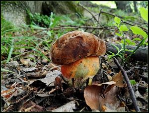 Klikni pro velký obrázek