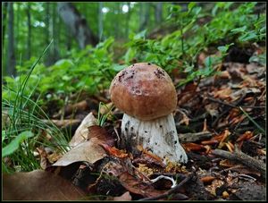 Klikni pro velký obrázek