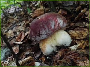 Klikni pro velký obrázek