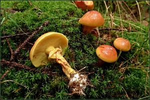 Klikni pro velký obrázek