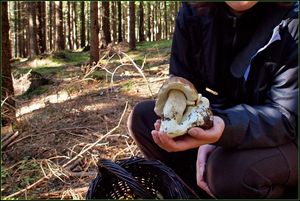 Klikni pro velký obrázek