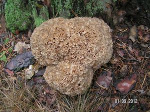 Klikni pro velký obrázek