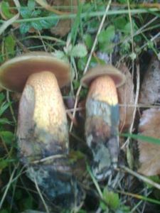 Klikni pro velký obrázek