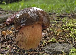 Klikni pro velký obrázek