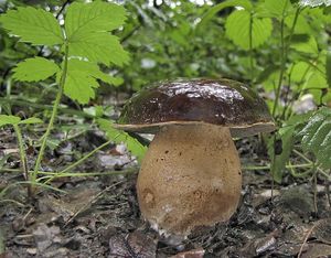 Hřib bronzový - Boletus aereus Bull. ex Fr. 1789