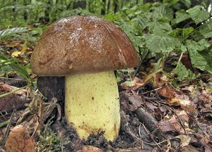 Hřib přívěskatý - Boletus appendiculatus Schaeff. 1763