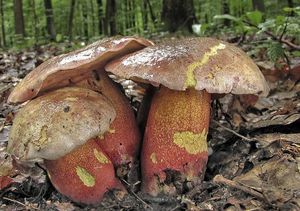 Hřib Le Galové - Rubroboletus legaliae (Pilát & Dermek) Della Maggiora & Trassinelli 2015