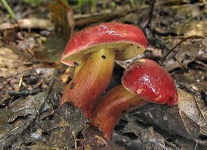 Hřib červený - Hortiboletus rubellus (Krombh.) Simonini, Vizzini & Gelardi  in Vizzini 2015