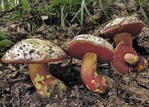 Hřib nachový - Boletus rhodoxanthus (Krombh.) Kallenb. 1925