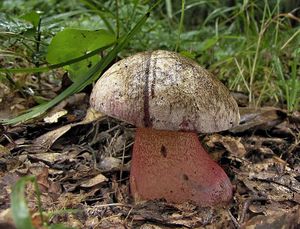 Hřib Le Galové - Boletus legaliae Pilát 1968