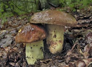 Hřib přívěskatý - Boletus appendiculatus Schaeff. 1763