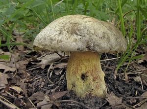 Hřib Fechtnerův - Boletus fechtneri Velen.