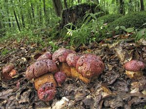 Klikni pro velký obrázek