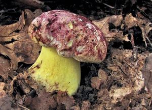 Hřib královský - Butyriboletus regius  (Krombh.) D. Arora & J.L. Frank 2014