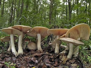 Závojenka olovová - Entoloma sinuatum (Bull.) P. Kumm. 1871