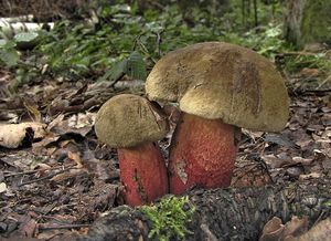 Klikni pro velký obrázek