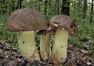 Hřib přívěskatý - Boletus appendiculatus Schaeff. 1763