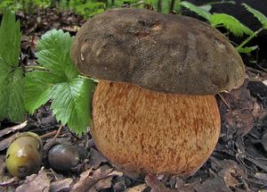 Hřib bronzový - Boletus aereus Bull. ex Fr. 1789