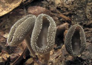 Stopečka pýřitá - Helvella macropus (Pers.) P. Karst. 1871