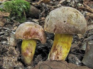 Klikni pro velký obrázek