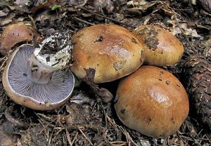 Pavučinec různý - Cortinarius(Phlegmacium)varius(Schaeff.)Fr.