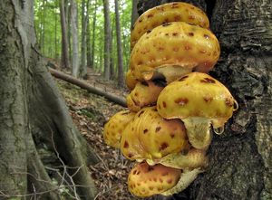 Šupinovka slizká - Pholiota adiposa (Batsch) P. Kumm. 1871