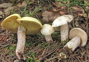 Klouzek bílý - Suillus placidus (Bonord.) Singer 1945