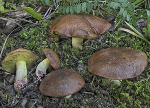 Klouzek žíhaný - Suillus collinitus (Fr.) Kuntze 1898