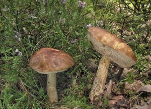 Kozák březový - Leccinum scabrum (Bull.) Gray 1821