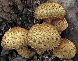 Šupinovka kostrbatá - Pholiota squarrosa